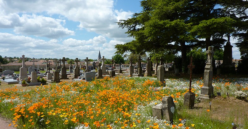 vivaces dans un cimetière des Deux-Sèvres