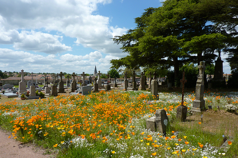 vivaces dans un cimetière des Deux-Sèvres