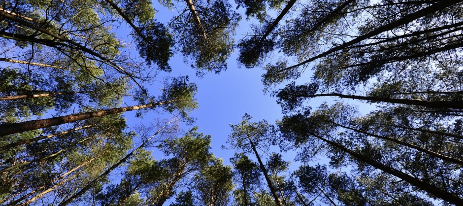 image de forêt cimes en bouquet orientées vers le ciel