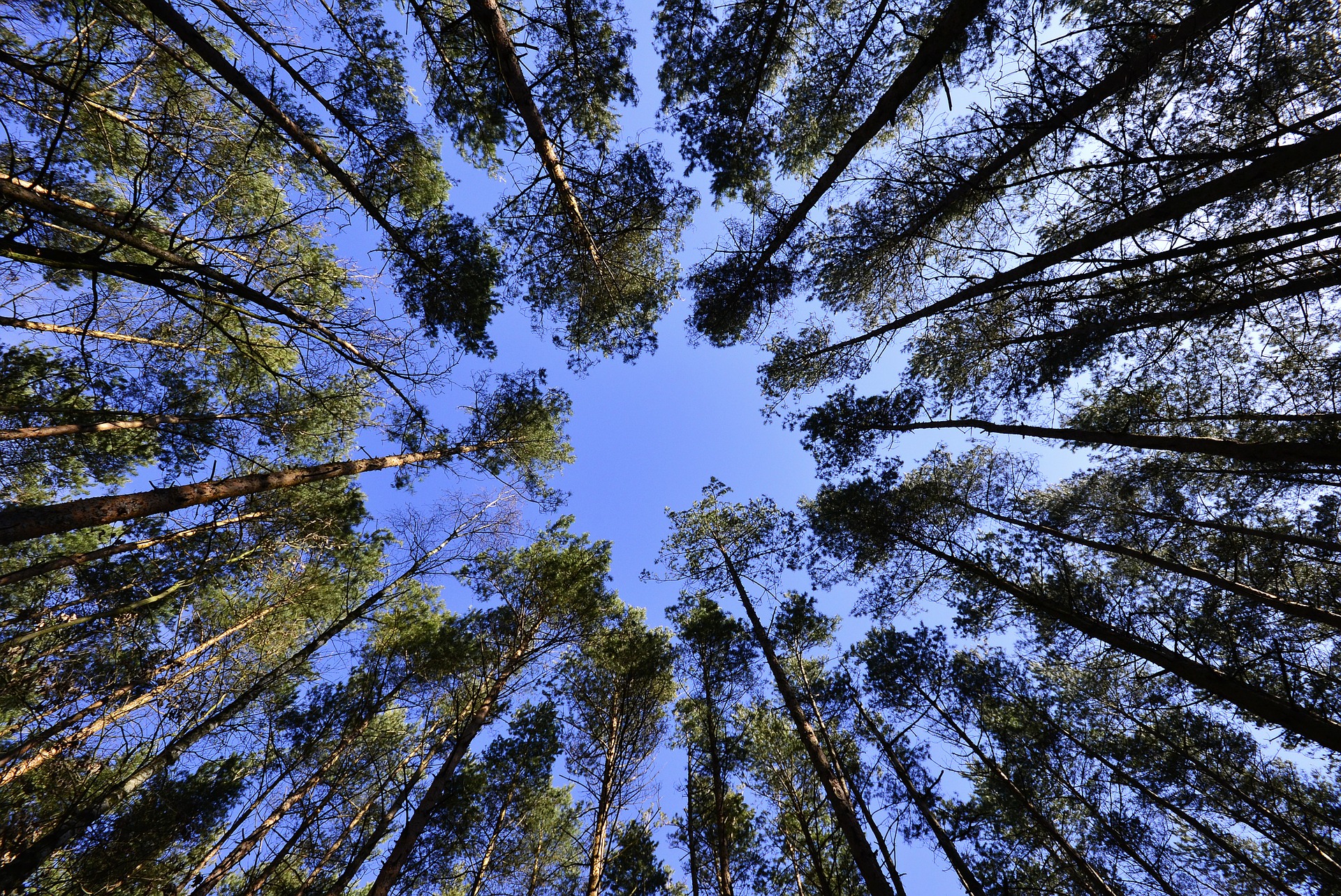 image de forêt cimes en bouquet orientées vers le ciel