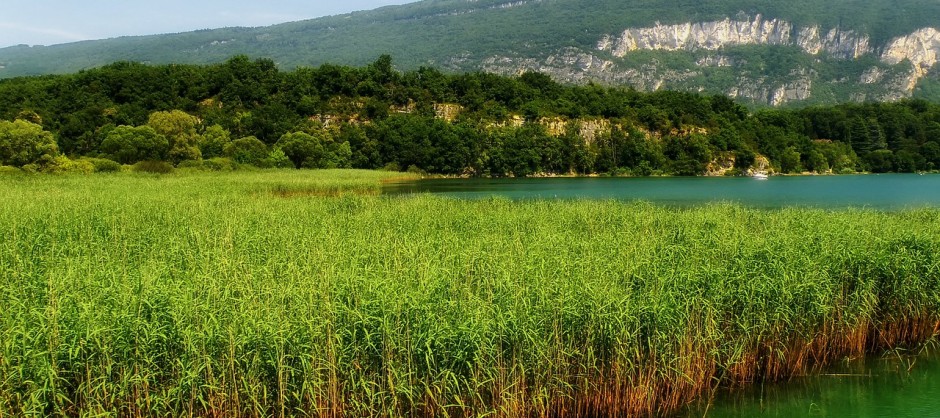 paysage de roselière