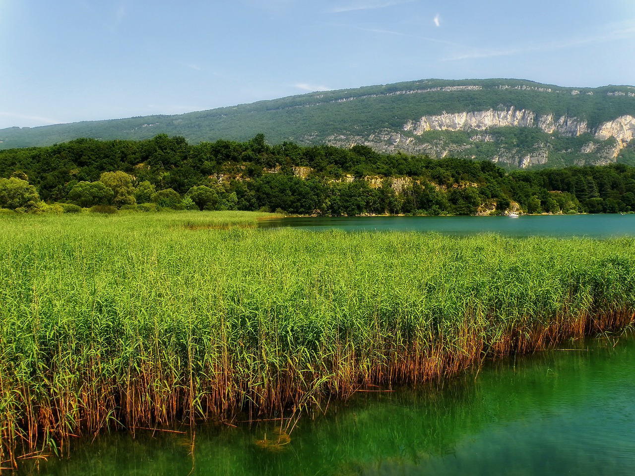 paysage de roselière