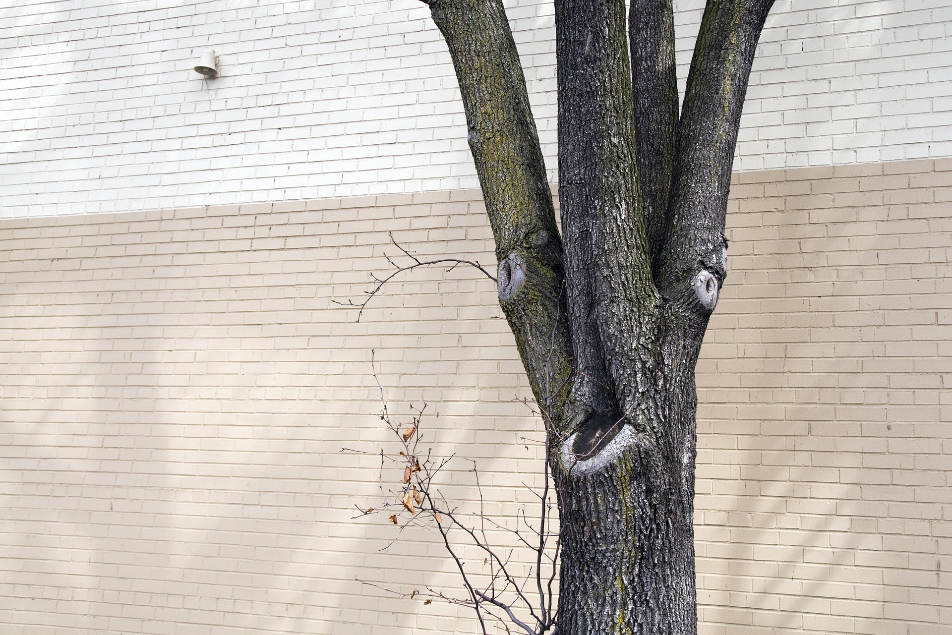 arbre devant un mur de briques